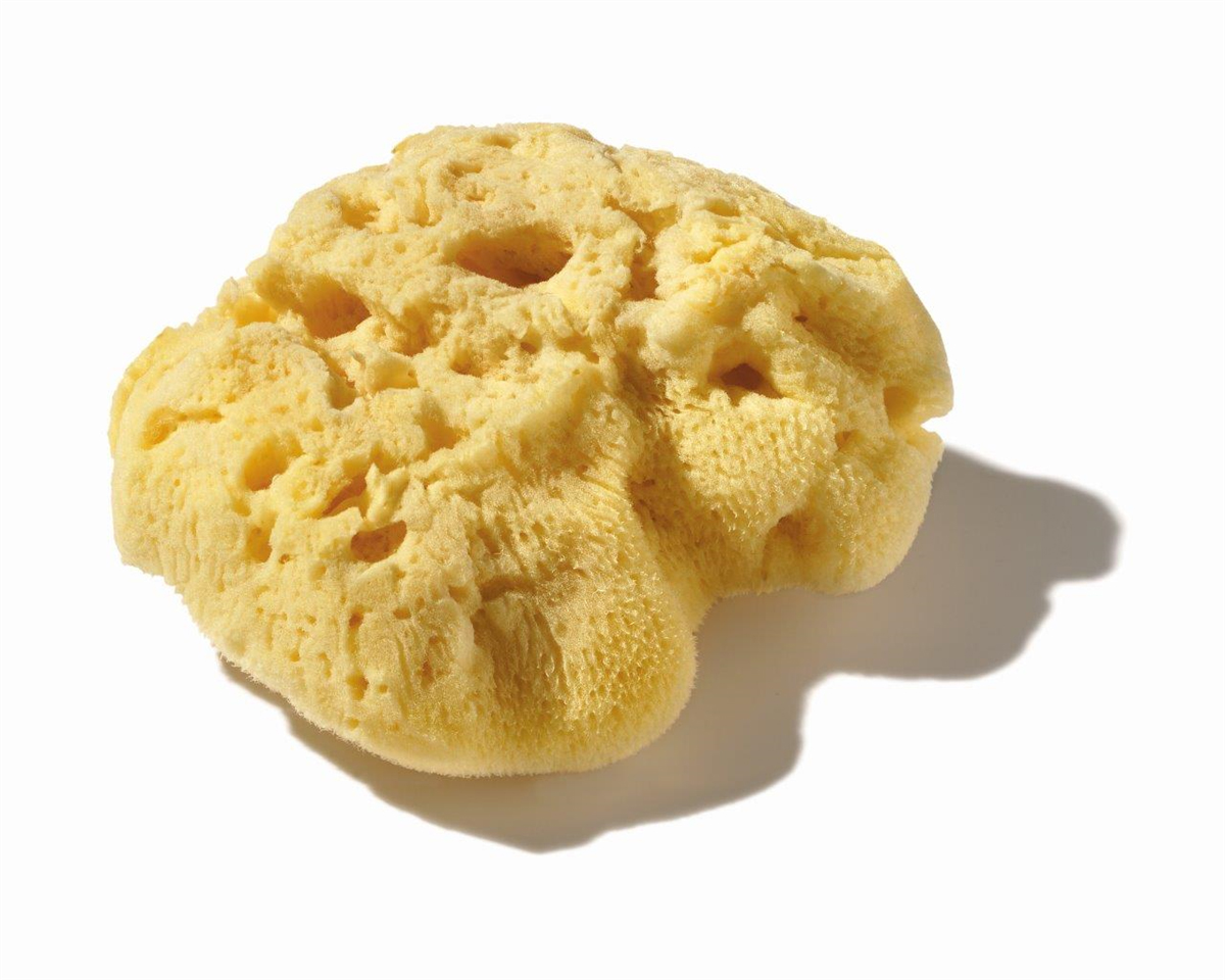 Levantiner-Sponge 7-8Cm